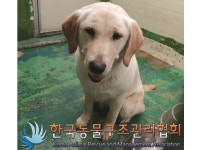 경기 김포 고촌읍 올림픽대로에서 래브라도 리트리버 발견 보호