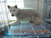 서울 성동구 용답동 중랑물재생처리장에서 백구 발견 보호