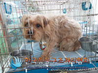 서울 구로구 개봉동 동물병원 인근에서 갈색 강아지 발견 보호