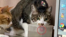 대체 왜?..도도한 자태로 바보미 풍기며 물 마시는 고양이