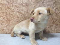 전남 순천 시청에서 크림색 강아지 발견 보호