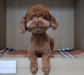 경기 광주 남한산성면 엄미길에서 푸들 발견 보호