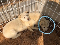 경기 양평 용문면 화전리에서 흰색 강아지 발견 보호