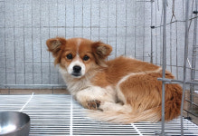 경기 이천 장호원읍 장여로에서 갈흰색 강아지 발견 보호