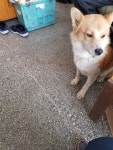 경남 합천 합천읍 충효로에서 노랑흰색 강아지 발견 보호