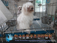 서울 송파구 잠실대교 한강공원에서 말티즈 발견 보호