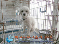 서울 성북구 안암로 고려대 인근 삼거리에서 말티즈 발견 보호..남색 천목줄