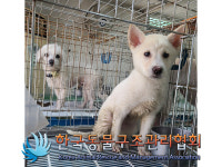 서울 동대문구 답십리동 간데메공원에서 흰색 강아지 발견 보호