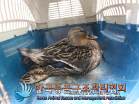 서울 서대문구 홍은사거리에서 루앙종 집오리 발견 보호