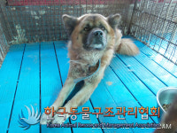경기 동두천 삼육사로 공영주차장에서 갈검색 강아지 발견 보호..파란 목줄