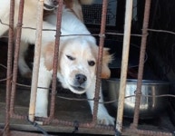 전남 영암 부암길 35에서 황흰색 강아지 발견 보호