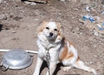 전남 영암 부암길35에서 황색 강아지 발견 보호