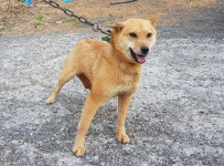 경기 광주 초월읍 지월리에서 시바 발견 보호