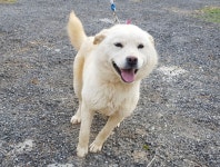 경기 광주 초월읍 지월리에서 흰색 진돗개 발견 보호..천사 미소