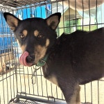 경남 창원 창원소방본부119구조대에서 블랙탄색 강아지 발견 보호