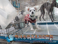 경기 동두천 어수로에서 말티즈 발견 보호..인식표 착용