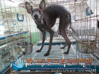 경기 김포 김포한강3로에서 이탈리안 그레이 하운드 발견 보호