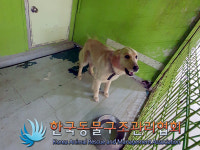 경기 포천 영중면 가영로에서 골든 리트리버 발견 보호