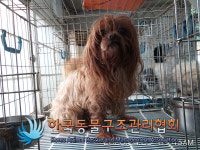 서울 성동구 동명초등학교 인근에서 갈색 강아지 발견 보호