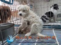 서울 노원구 태릉스케이트장 뒷산에서 연갈색 강아지 발견 보호..올무에 걸림
