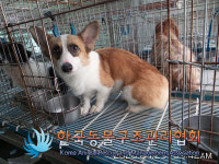서울 송파구 가락동에서 웰시코기 발견 보호