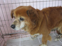 부산 사하 신평기린아파트 앞에서 갈흰색 강아지 발견 보호