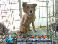 서울 서대문구 문화촌현대아파트 입구에서 갈흰색 강아지 발견 보호