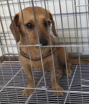 충남 서산 대산읍 관아지2길에서 비글 발견 보호..연갈색 가슴줄 착용