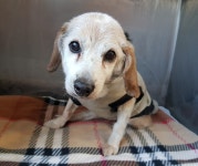 경기 광주 쌍령동에서 비글 발견 보호..베이지색 옷 착용