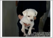대전 중구 산성동 복수교 주변에서 말티즈 발견 보호