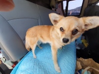 경남 거제 옥포 국산초등학교 놀이터에서 갈색 강아지 발견 보호..방울 목줄 착용