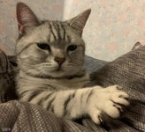 꼬순내 폴폴 냥 젤리향 물에 푹 빠진 고양이..찍먹? 부먹? 난 담먹!