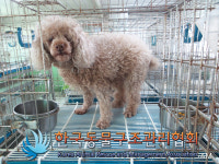 경기 의정부 오목로 메가박스 앞에서 푸들 발견 보호