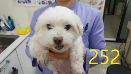 인천 계양 임학공원 사거리에서 말티즈 발견 보호..분홍연두색옷 착용