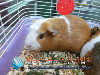 서울 강서구 방화동에서 기니피그 두 마리 발견 보호