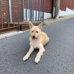 서울 용산구 이태원에서 갈색 강아지 발견 보호..매우 짖음