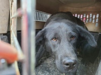 경남 창원 진동면 인곡리에서 검정색 강아지 발견 보호