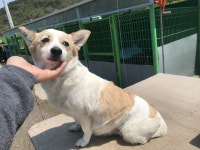 경남 창원 용원중로 5번길에서 노란흰색 강아지 발견 보호