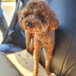 전북 군산 회현면사무소 부근에서 푸들 발견 보호