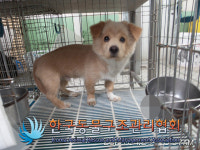 서울 동대문구 이문초등학교 인근에서 갈흰색 강아지 발견 보호
