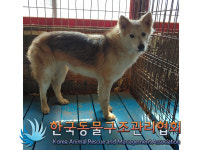 경기 연천 군남면 포시즌촬영소에서 연갈색 강아지 발견 보호
