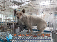 경기 김포 대곶면 대명항로에서 갈흰색 강아지 발견 보호