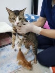 제주 서귀포시 대정가람동물병원에서 고등어색 고양이 발견 보호
