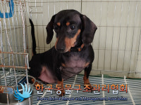 서울 중랑구 묵동에서 닥스훈트 발견 보호