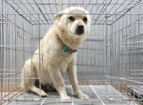 경기 이천 마장면 서이천호 캔두코리아 앞에서 흰색 강아지 발견 보호