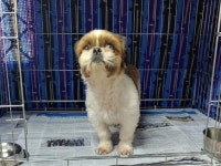 경남 창원 의창구 서상동 윤병원 부근에서 시츄 발견 보호