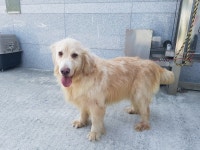 경북 칠곡 석적 성곡리에서 골든 리트리버 발견 보호