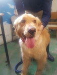 충남 아산 서부북로 23번길 하천 주변에서 골든 리트리버 발견 보호