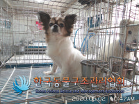 서울 송파구 위례광장로270 G샵아파트에서 치와와 발견 보호