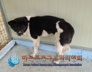 서울 강서구 까치산로4길 광명빌라 인근에서 검흰색 강아지 발견 보호